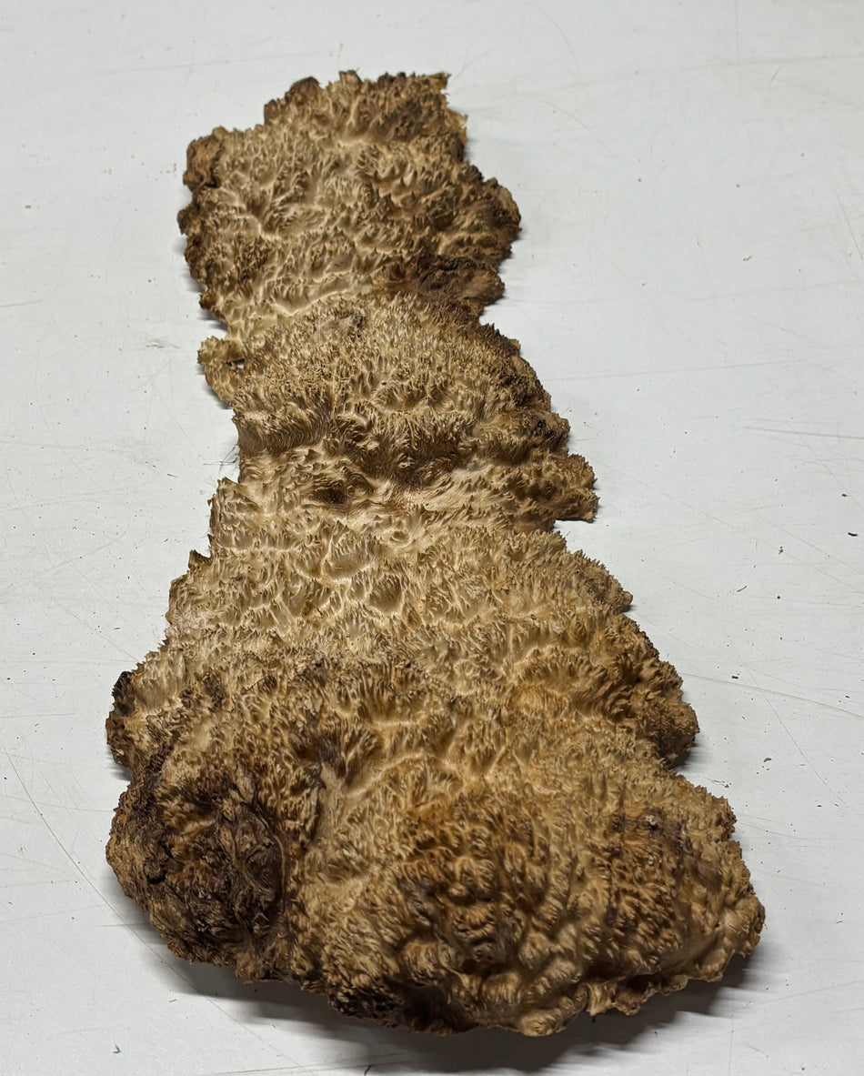 Brown Mallee Burl Blank 21" x 8" x 1.5" 4.6 Lbs #6090