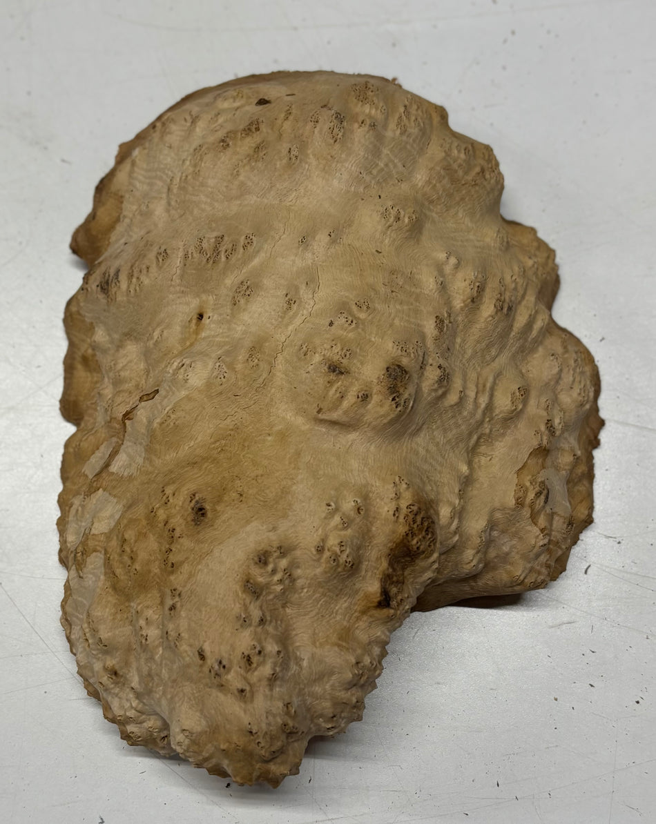 Brown Mallee Burl Blank 10" x 8" x 3" 4.1 Lbs #6091