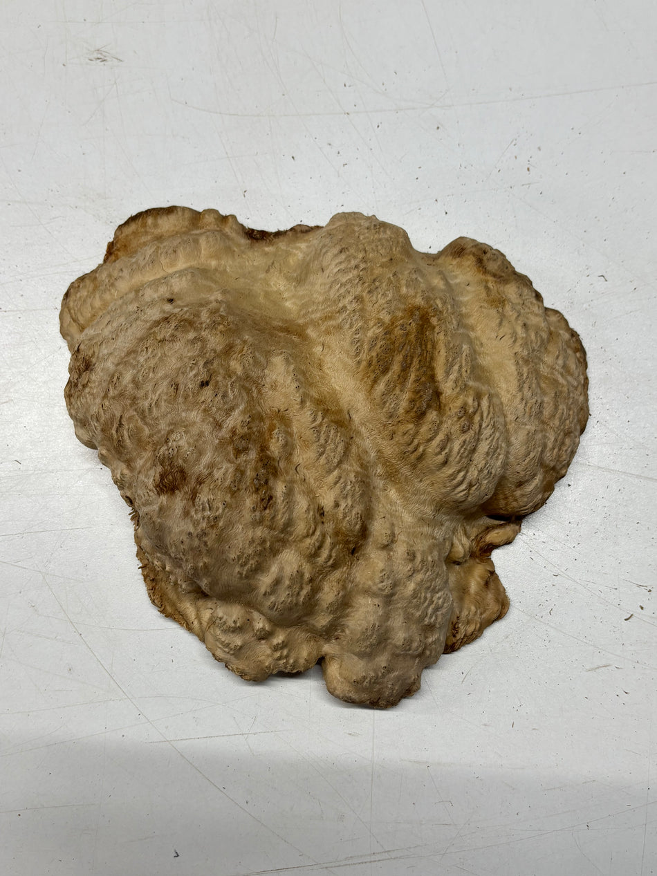 Brown Mallee Burl Blank 8.5" x 8" x 2.5" 2.9 Lbs #6093