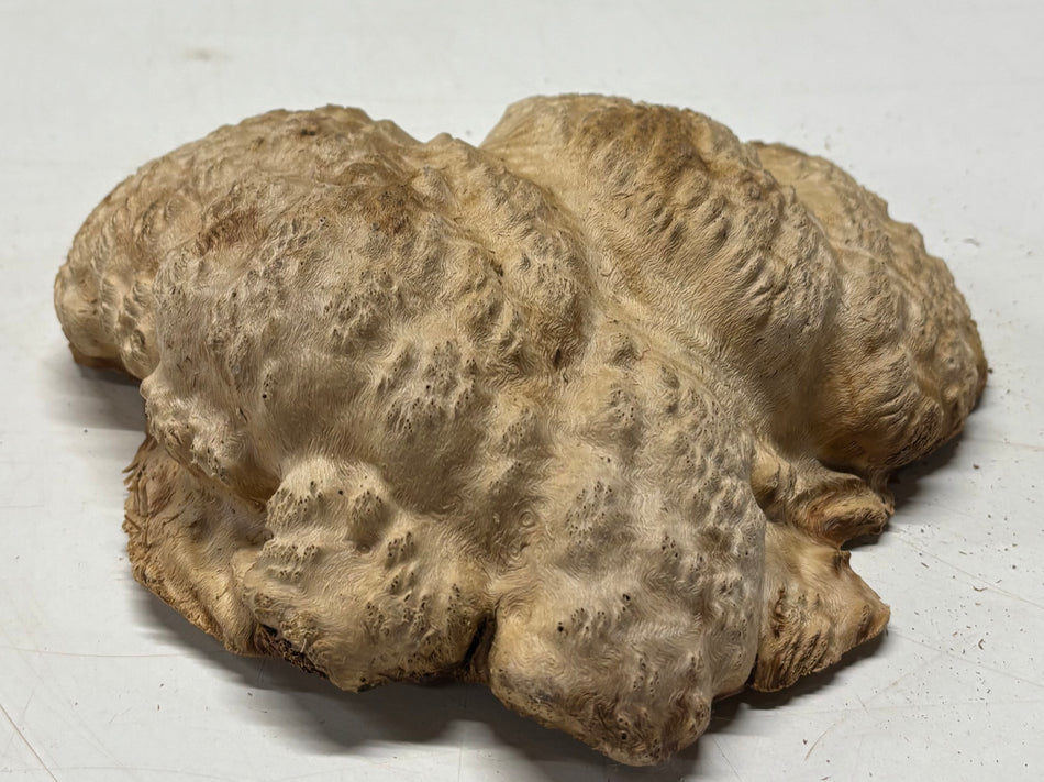 Brown Mallee Burl Blank 8.5" x 8" x 2.5" 2.9 Lbs #6093
