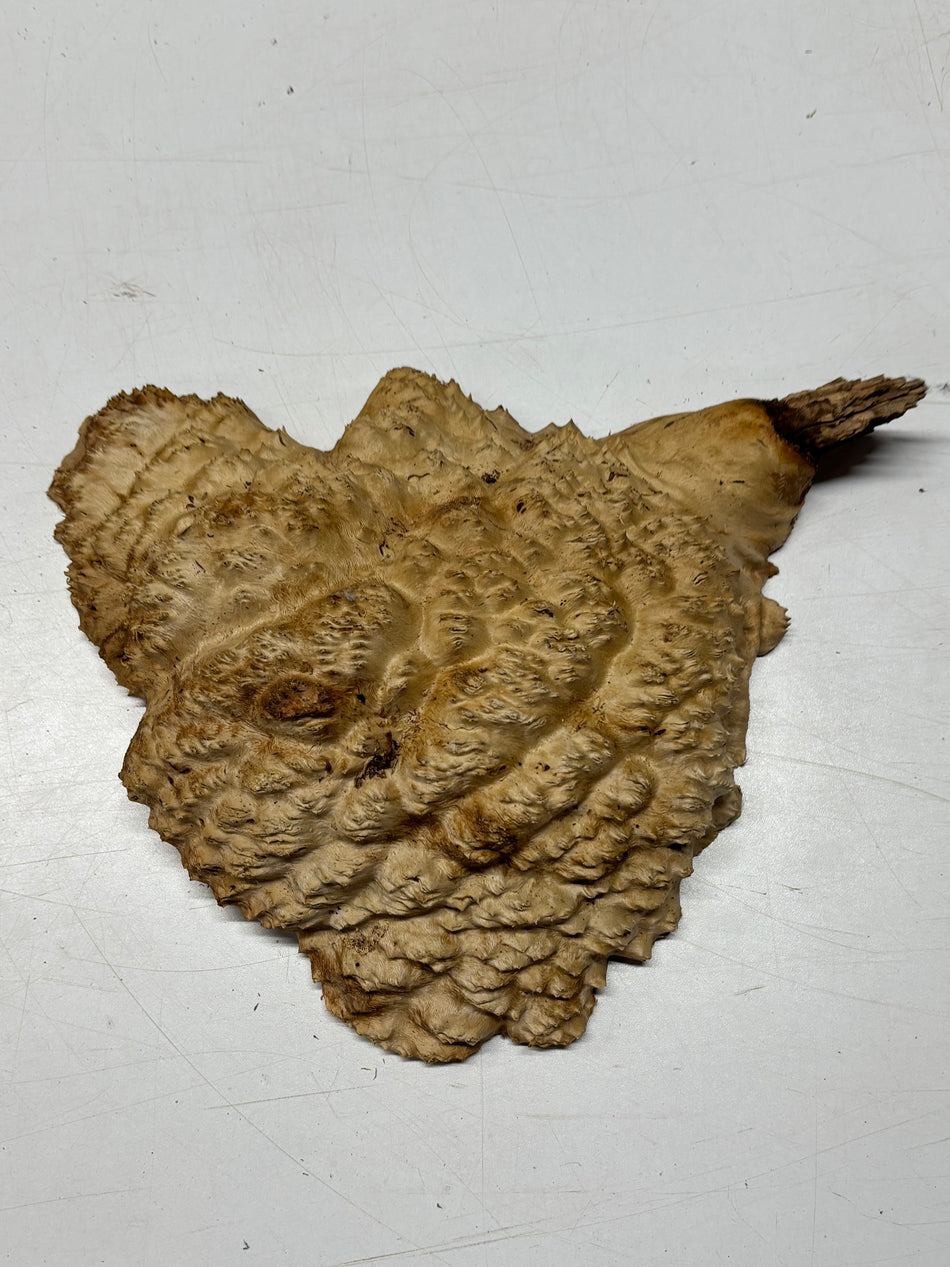 Brown Mallee Burl Blank 8" x 8" x 2" 4.1 Lbs #6094