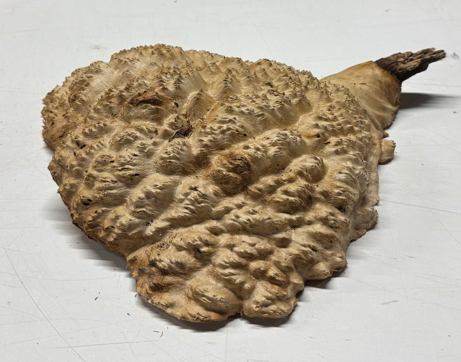 Brown Mallee Burl Blank 8" x 8" x 2" 4.1 Lbs #6094