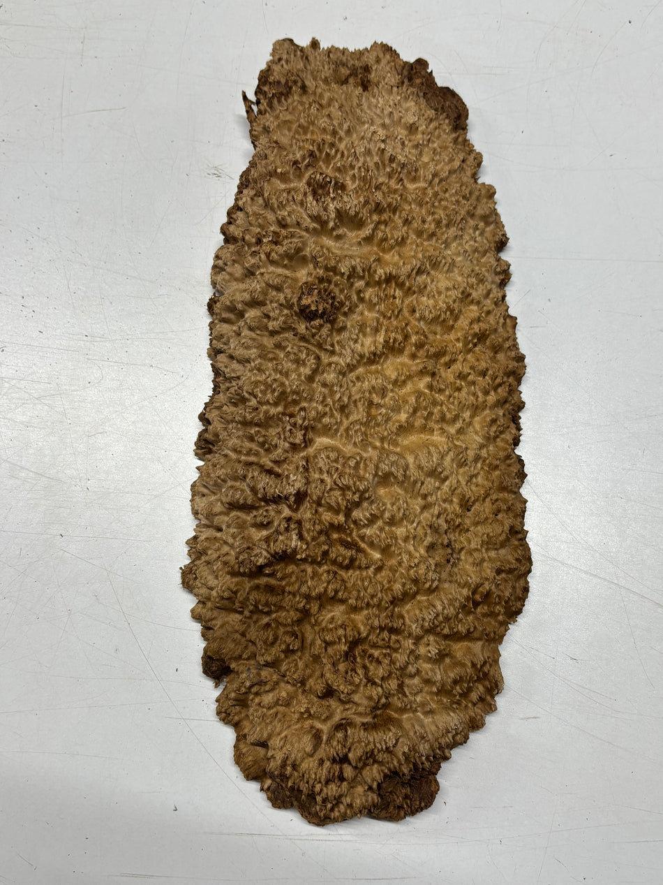 Brown Mallee Burl Blank 16" x 7" x 2" 4.7 Lbs #6095
