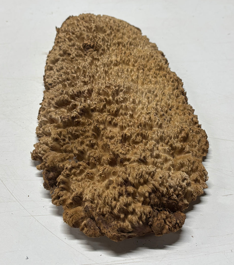 Brown Mallee Burl Blank 16" x 7" x 2" 4.7 Lbs #6095