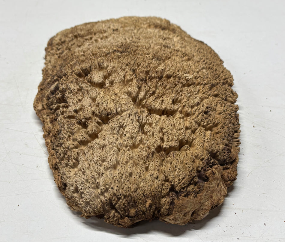 Brown Mallee Burl Blank 13" x 7" x 1.5" 3.4 Lbs #6096