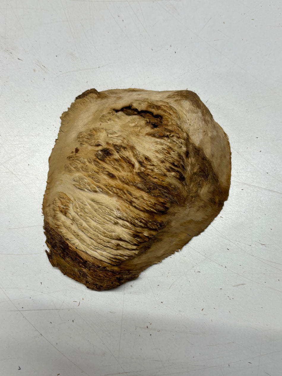 Brown Mallee Burl Blank 7" x 6" x 3" 1.4 Lbs #6097