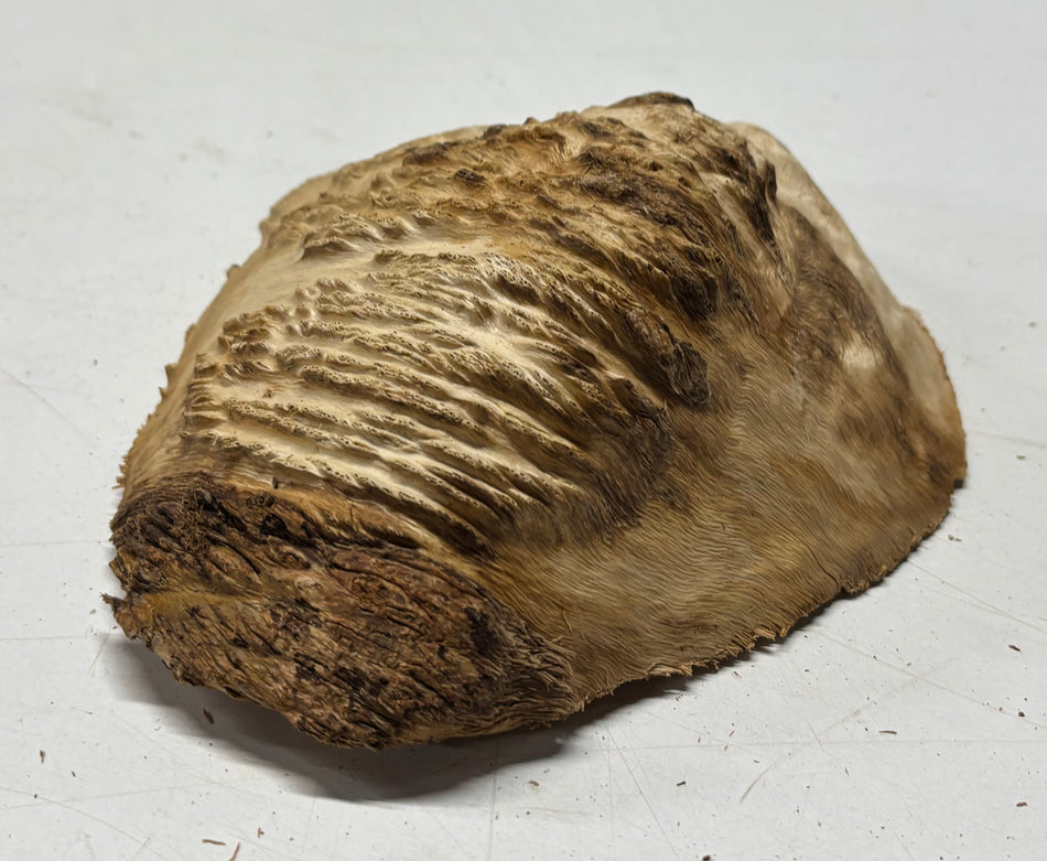 Brown Mallee Burl Blank 7" x 6" x 3" 1.4 Lbs #6097