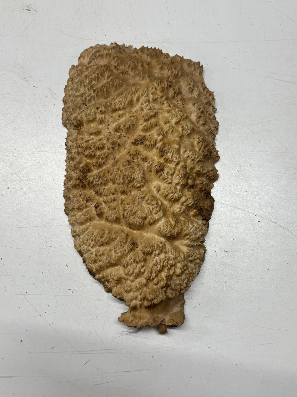 Brown Mallee Burl Blank 10" x 6" x 2" 2.4 Lbs #6098
