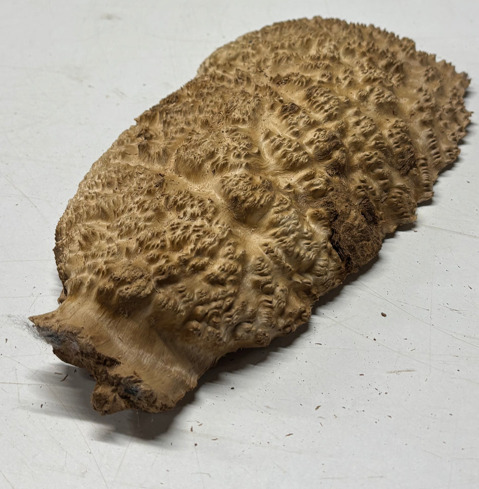 Brown Mallee Burl Blank 10" x 6" x 2" 2.4 Lbs #6098