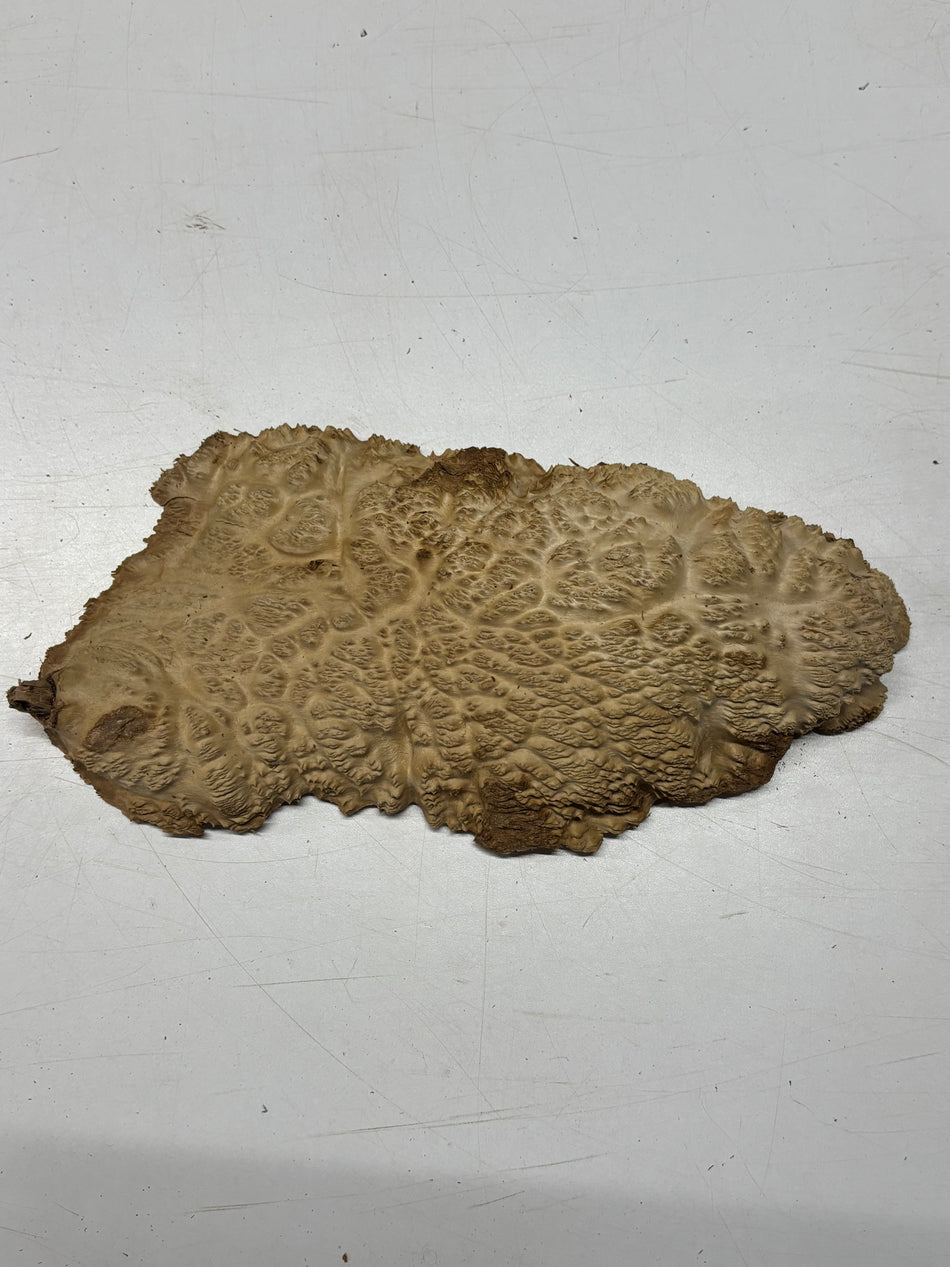 Brown Mallee Burl Blank 13" x 6" x 2" 2.6 Lbs #6099