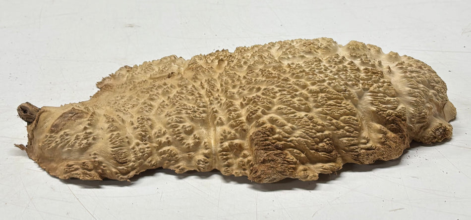 Brown Mallee Burl Blank 13" x 6" x 2" 2.6 Lbs #6099
