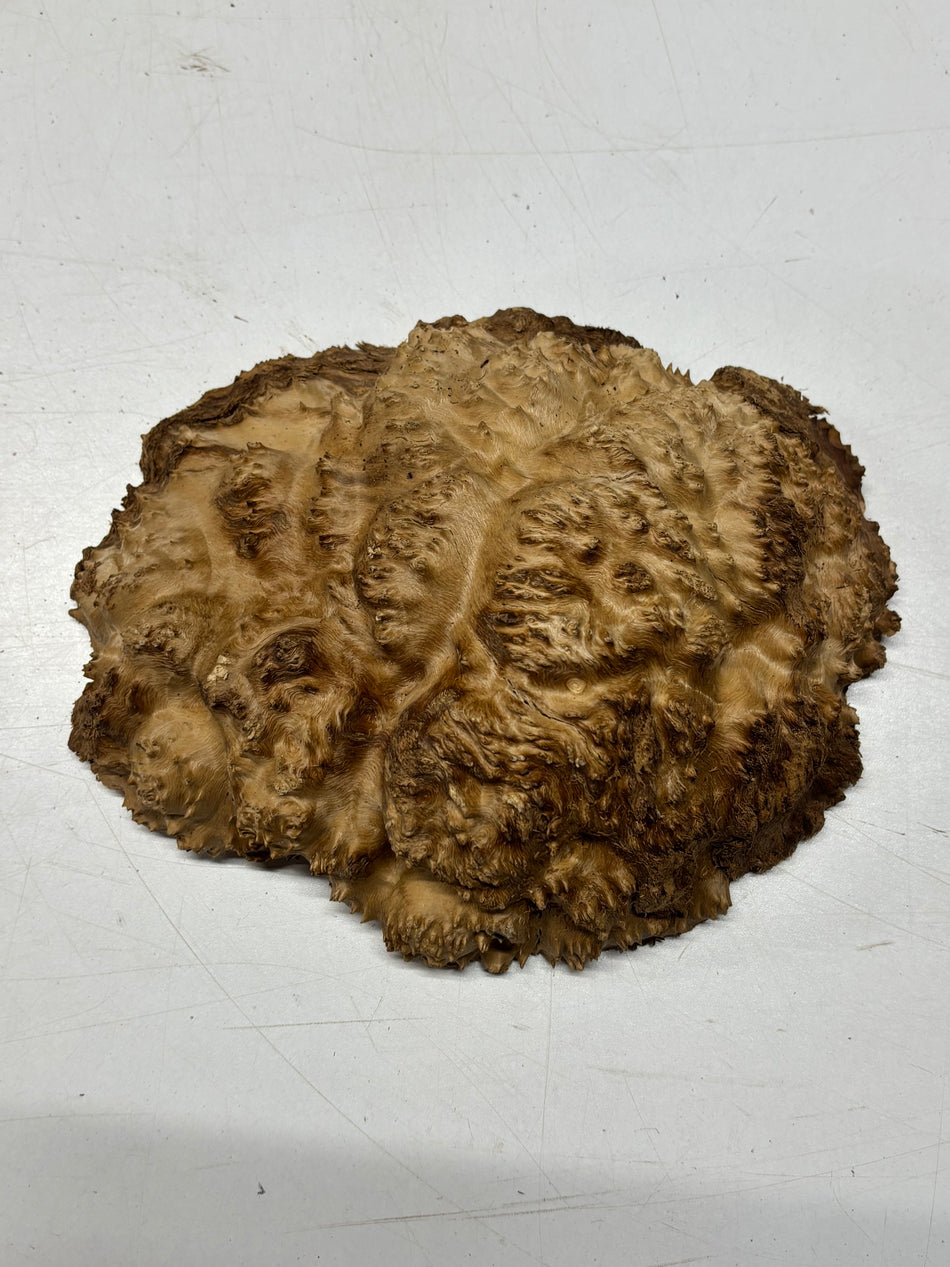 Brown Mallee Burl Blank 9.5" x 7.5" x 2" 3.3 Lbs #6100