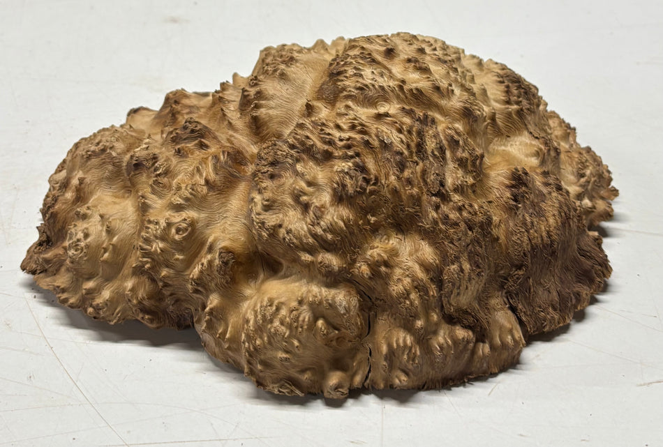 Brown Mallee Burl Blank 9.5" x 7.5" x 2" 3.3 Lbs #6100