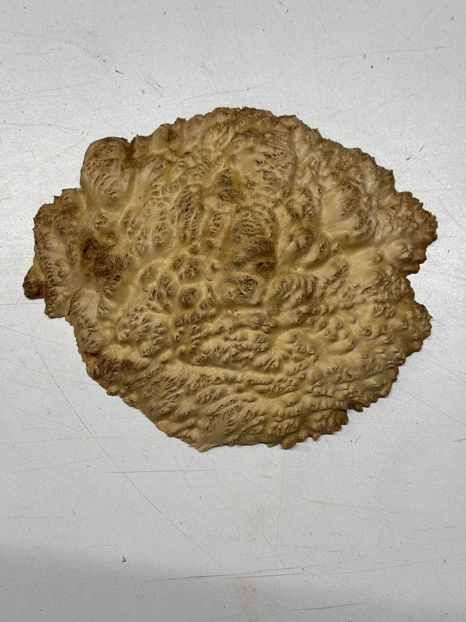 Brown Mallee Burl Blank 8" x 7" x 2" 1.2 Lbs #6101