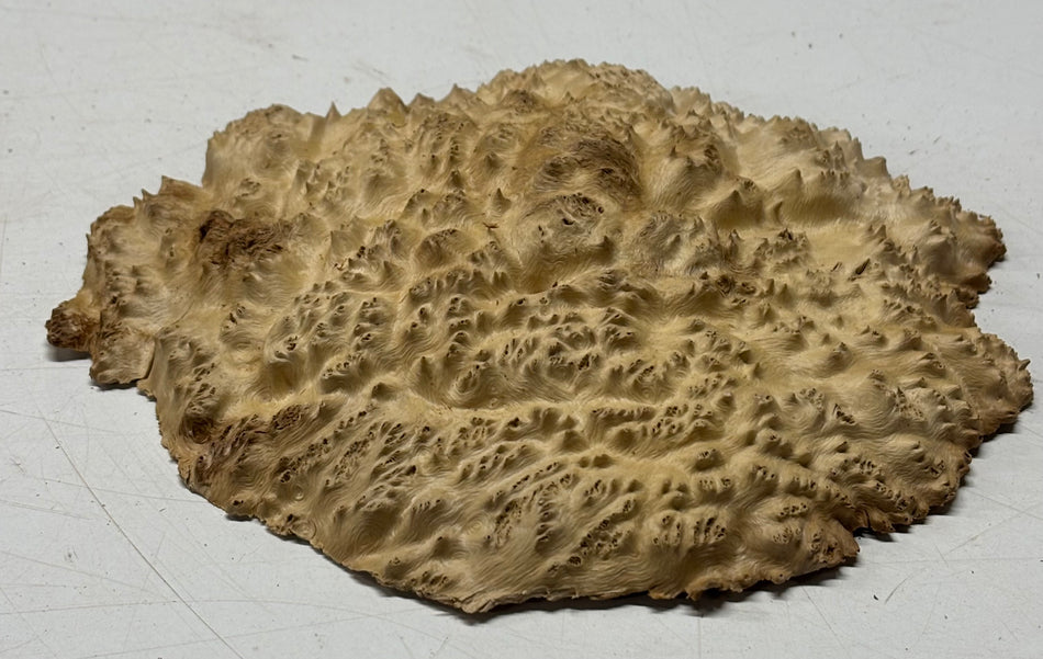 Brown Mallee Burl Blank 8" x 7" x 2" 1.2 Lbs #6101