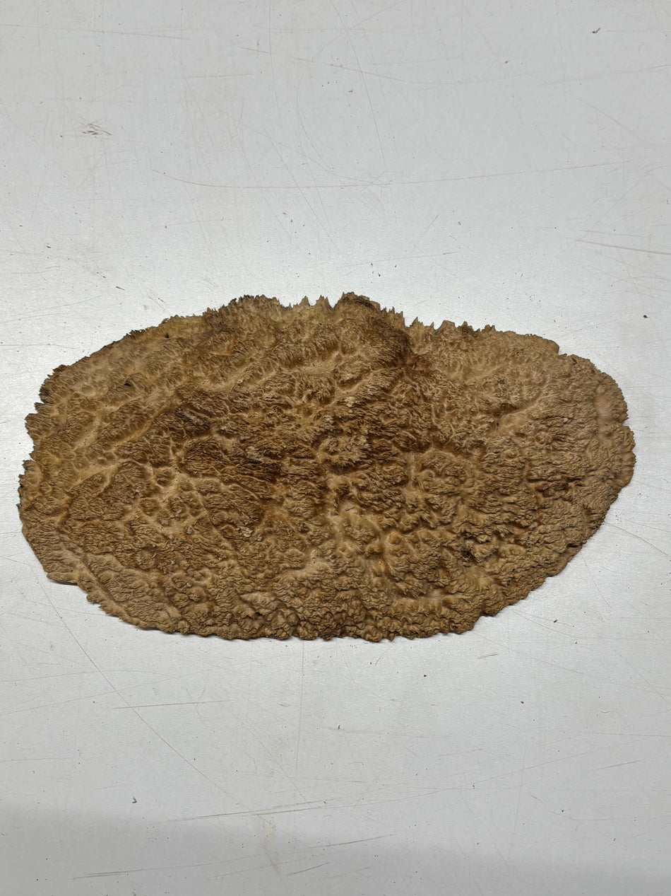 Brown Mallee Burl Blank 12" x 7" x 1" 2.2 Lbs #6102