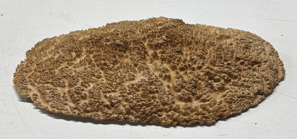 Brown Mallee Burl Blank 12" x 7" x 1" 2.2 Lbs #6102