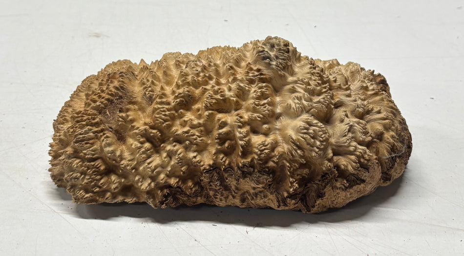 Brown Mallee Burl Blank 7.5" x 4" x 3" 1.6 Lbs #6103