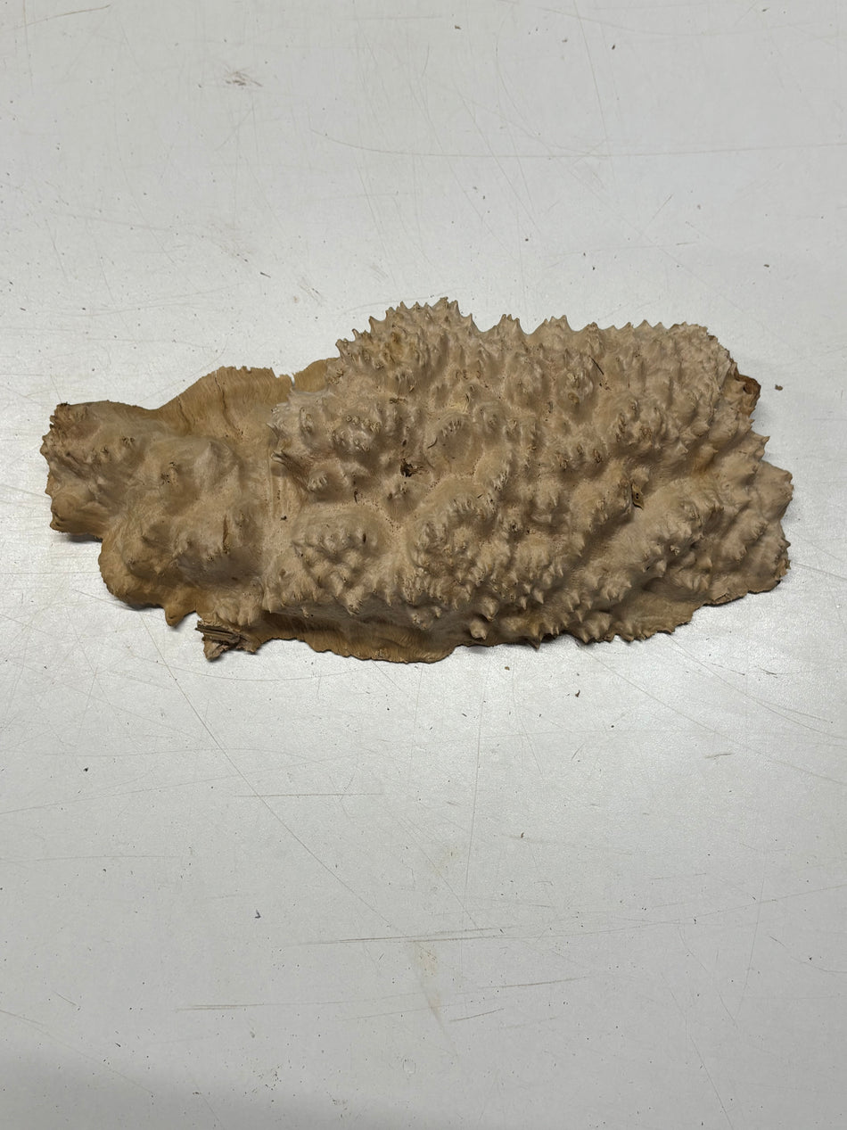 Brown Mallee Burl Blank 11" x 5" x 2" 2.3 Lbs #6104