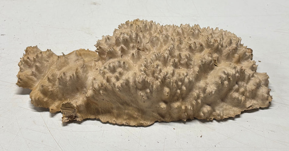 Brown Mallee Burl Blank 11" x 5" x 2" 2.3 Lbs #6104