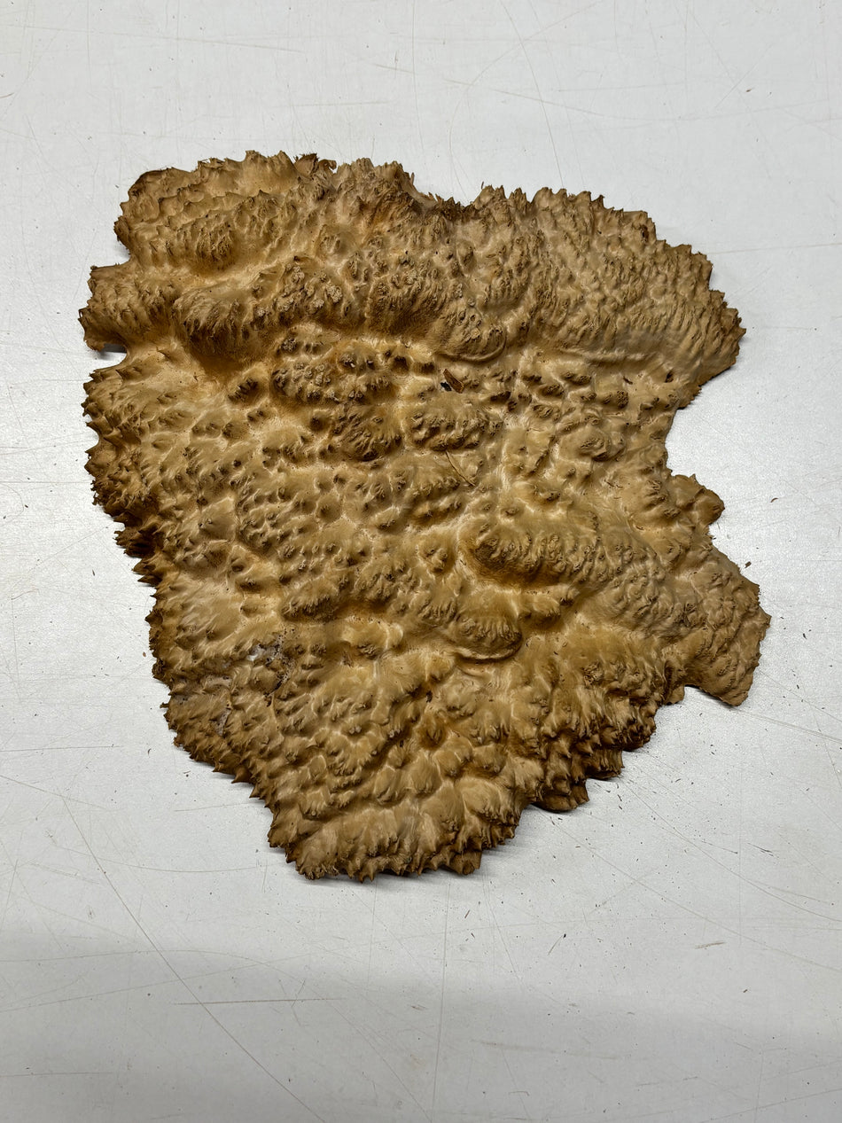 Brown Mallee Burl Blank 11" x 9" x 2" 2.8 Lbs #6106