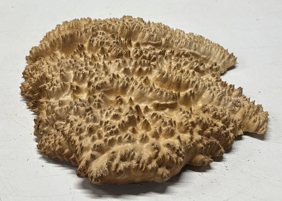 Brown Mallee Burl Blank 11" x 9" x 2" 2.8 Lbs #6106