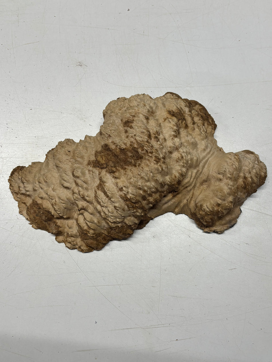 Brown Mallee Burl Blank 13" x 6" x 3" 3.9 Lbs #6107