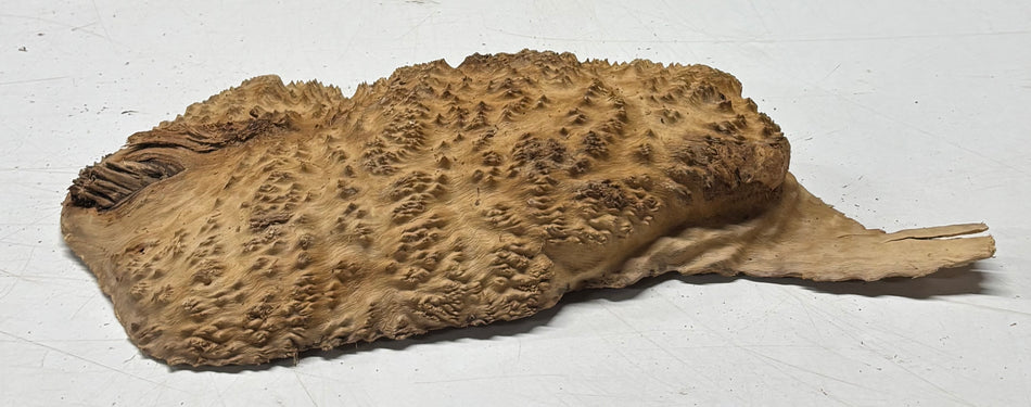 Brown Mallee Burl Blank 11" x 5.5" x 2" 1.9 Lbs #6108