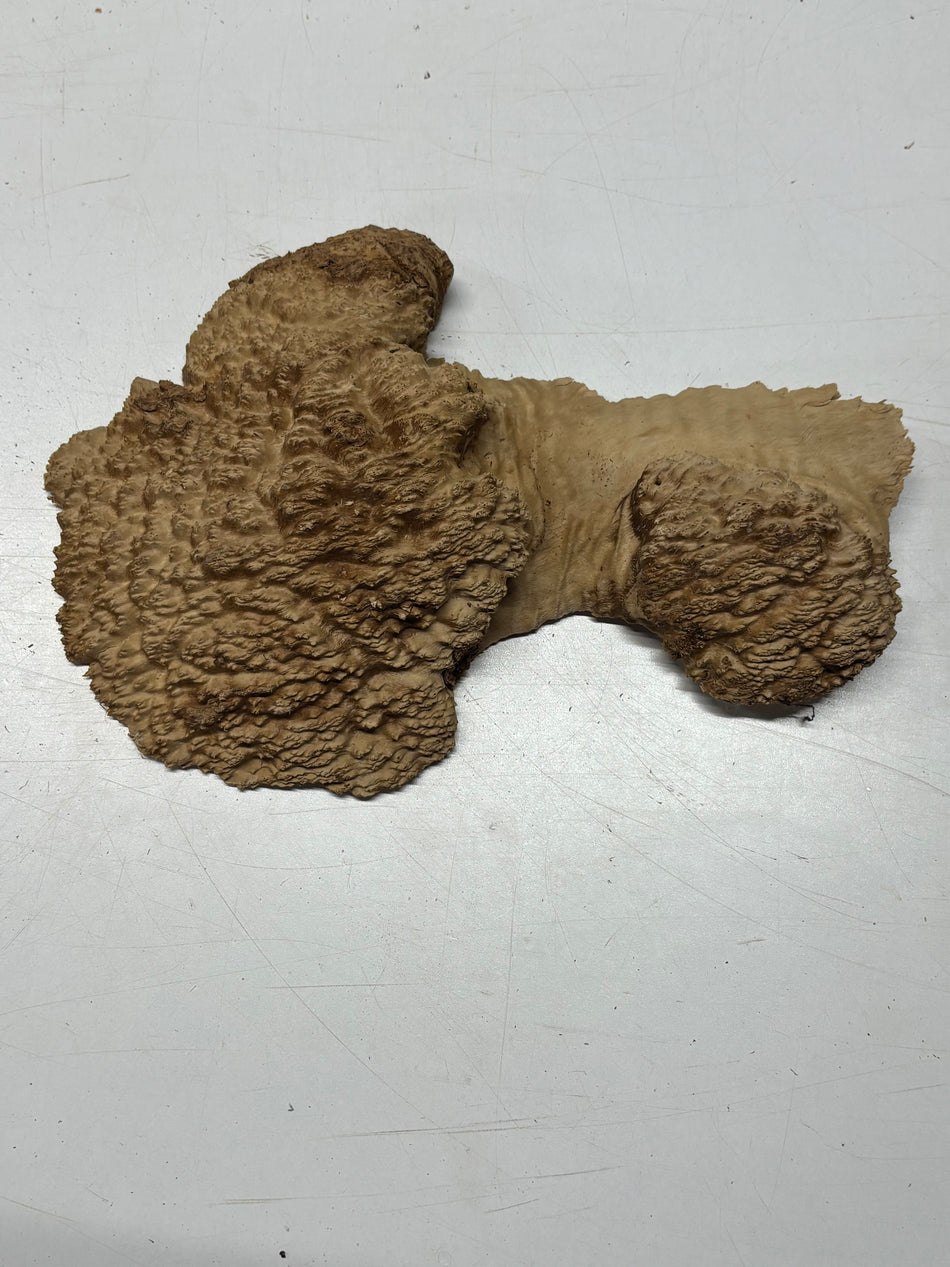 Brown Mallee Burl Blank 13" x 9" x 1.5" 3.1 Lbs #6109