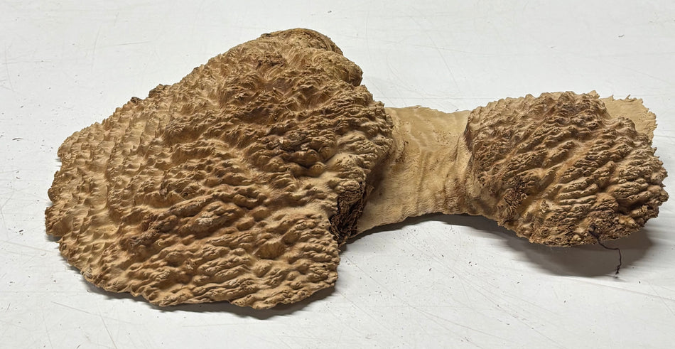 Brown Mallee Burl Blank 13" x 9" x 1.5" 3.1 Lbs #6109
