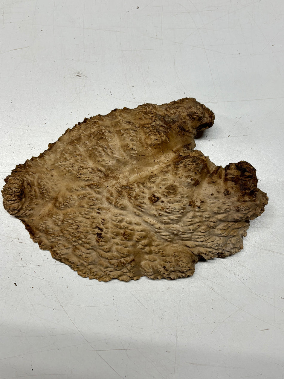 Brown Mallee Burl Blank 10" x 7" x 2" 2.9 Lbs #6110