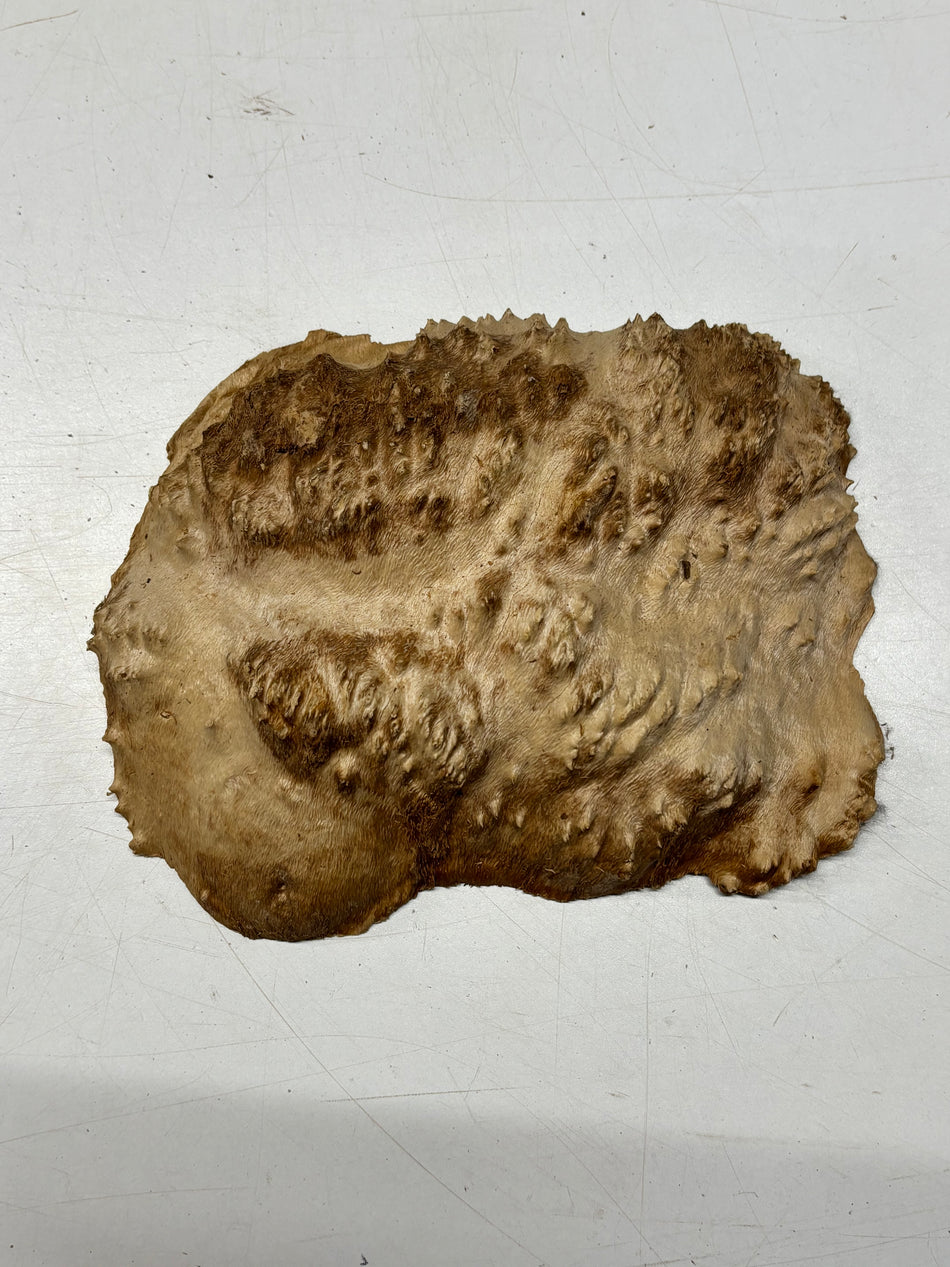 Brown Mallee Burl Blank 9" x 6.5" x 2" 2.5 Lbs #6111
