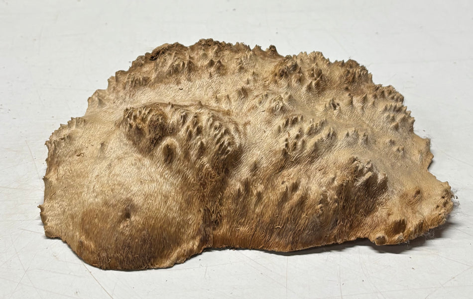 Brown Mallee Burl Blank 9" x 6.5" x 2" 2.5 Lbs #6111