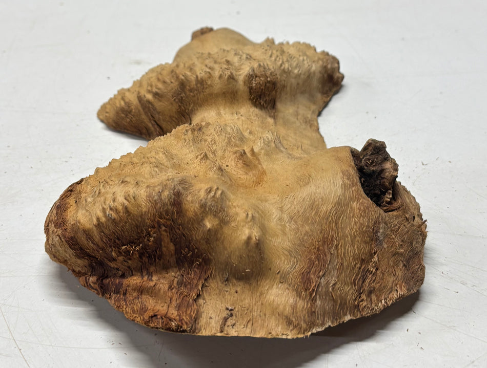Brown Mallee Burl Blank 10" x 4" x 2" 1.8 Lbs #6112