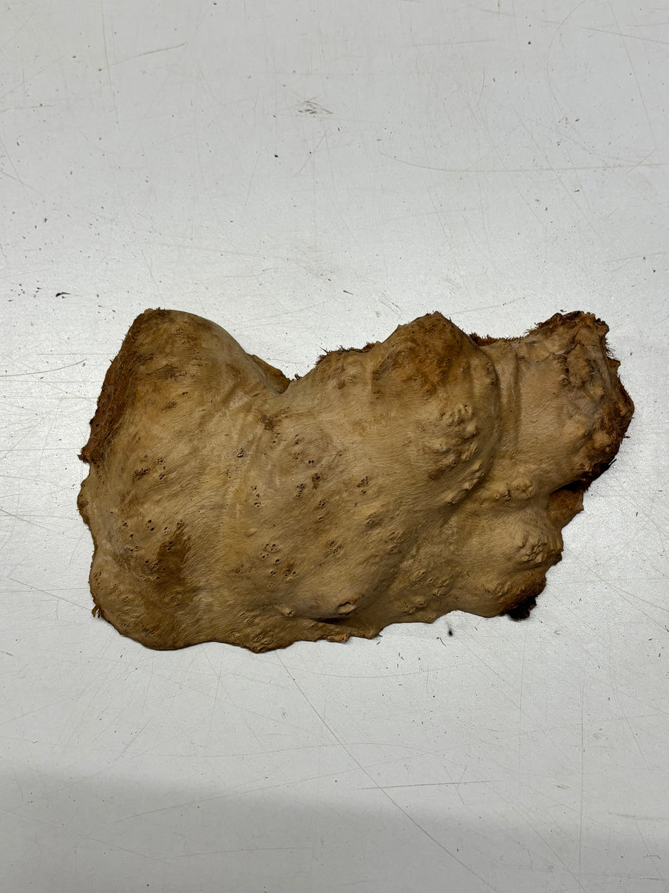 Brown Mallee Burl Blank 9" x 4.5" x 2" 2.2 Lbs #6113