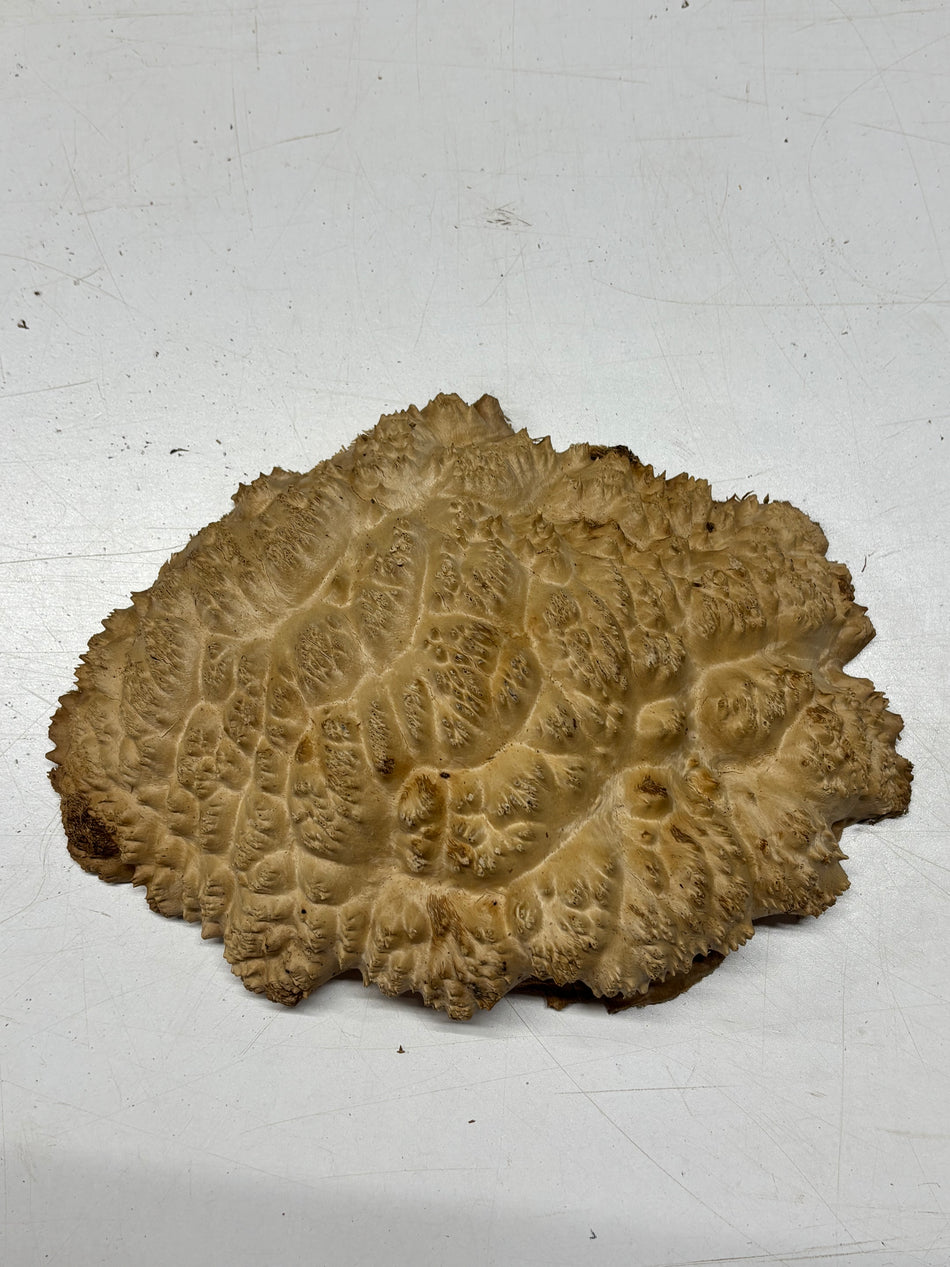 Brown Mallee Burl Blank 11" x 8" x 3" 3.5 Lbs #6114