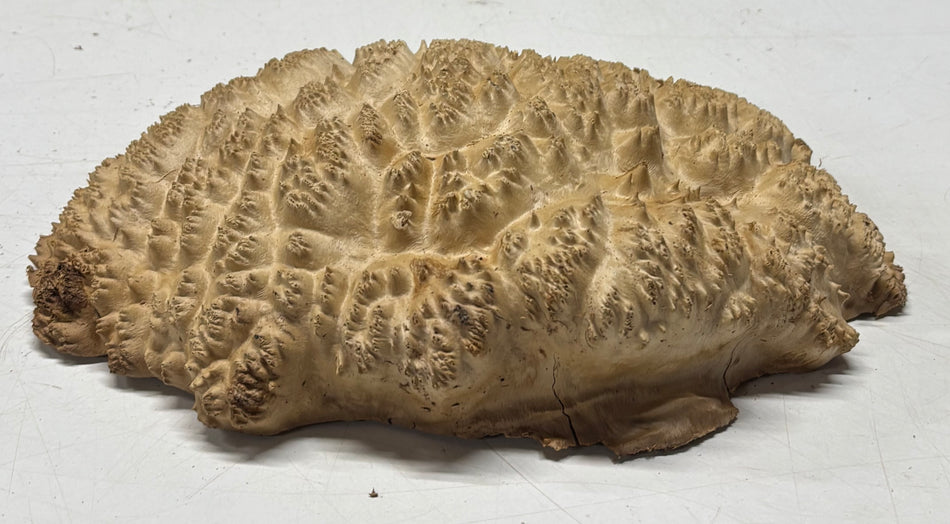 Brown Mallee Burl Blank 11" x 8" x 3" 3.5 Lbs #6114