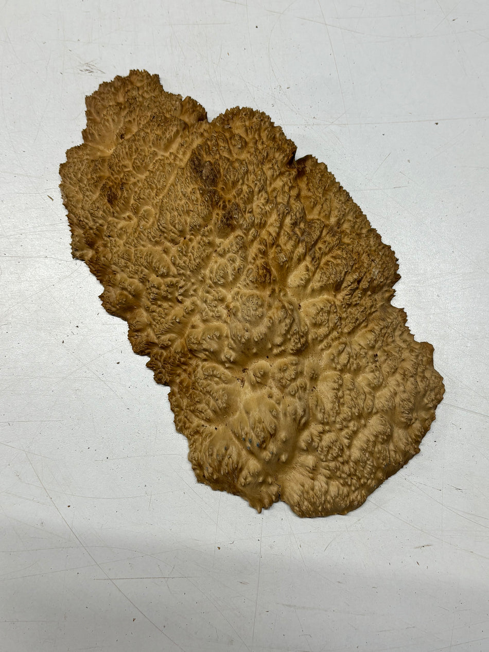 Brown Mallee Burl Blank 11" x 6" x 1" 1.7 Lbs #6115