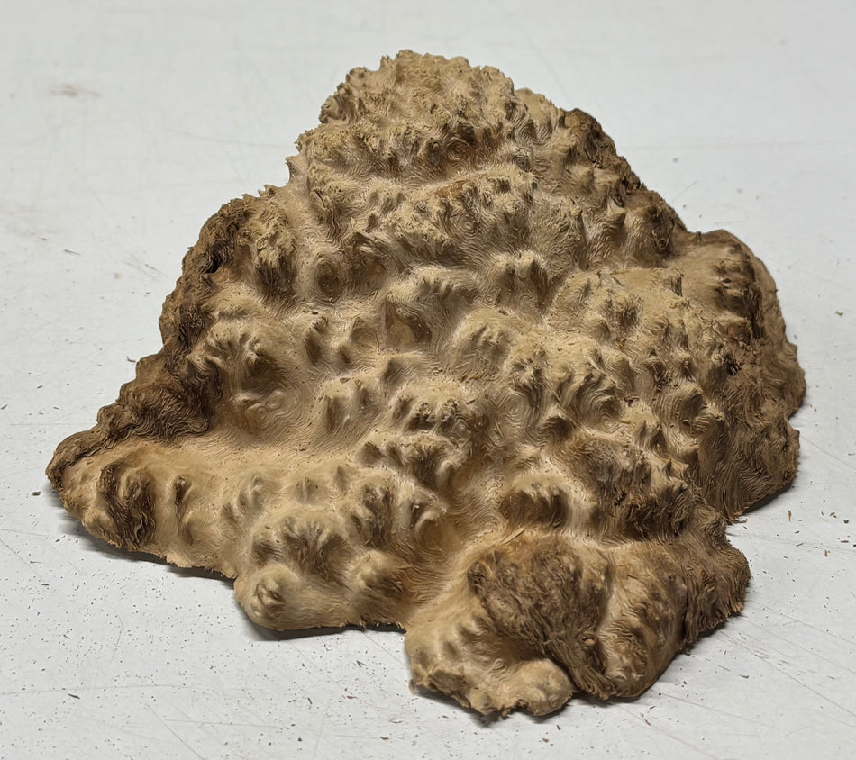 Brown Mallee Burl Blank 6" x 5" x 2" 1.1 Lbs #6116