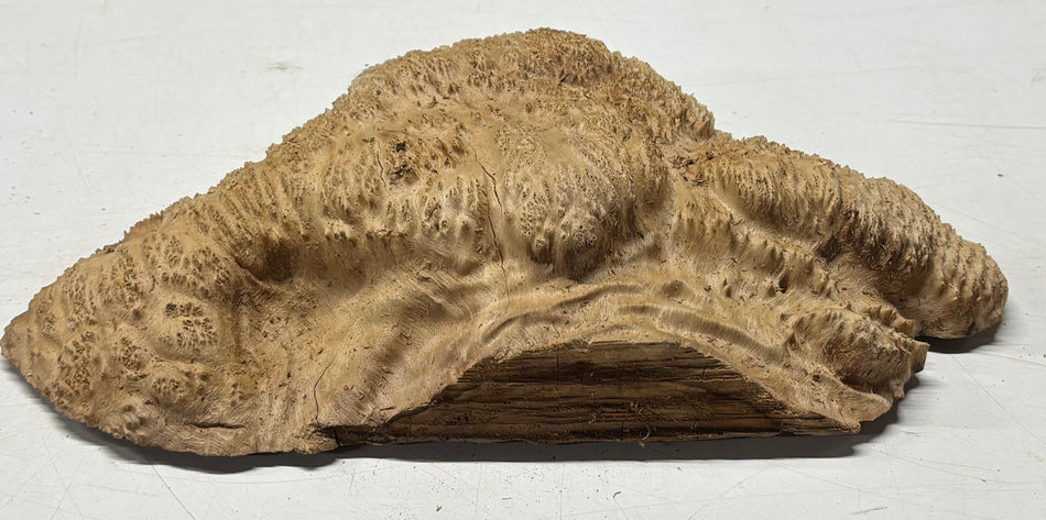 Brown Mallee Burl Blank 13" x 7.5" x 3" 4.1 Lbs #6117