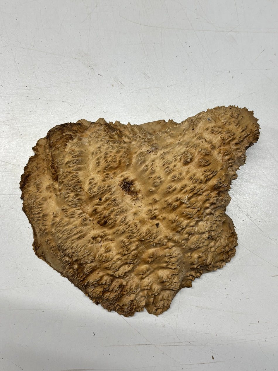 Brown Mallee Burl Blank 9" x 7" x 2" 2.6 Lbs #6120