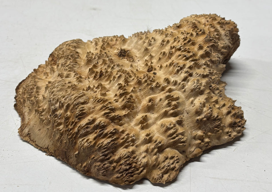 Brown Mallee Burl Blank 9" x 7" x 2" 2.6 Lbs #6120