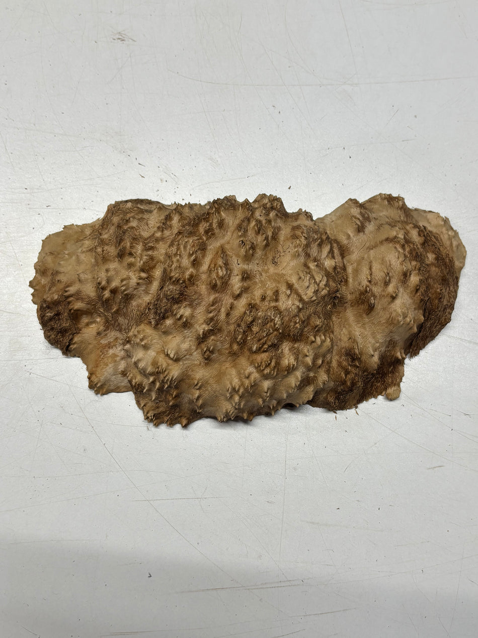 Brown Mallee Burl Blank 10" x 5" x 3" 2.5 Lbs #6121