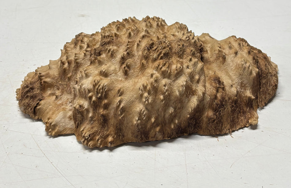 Brown Mallee Burl Blank 10" x 5" x 3" 2.5 Lbs #6121