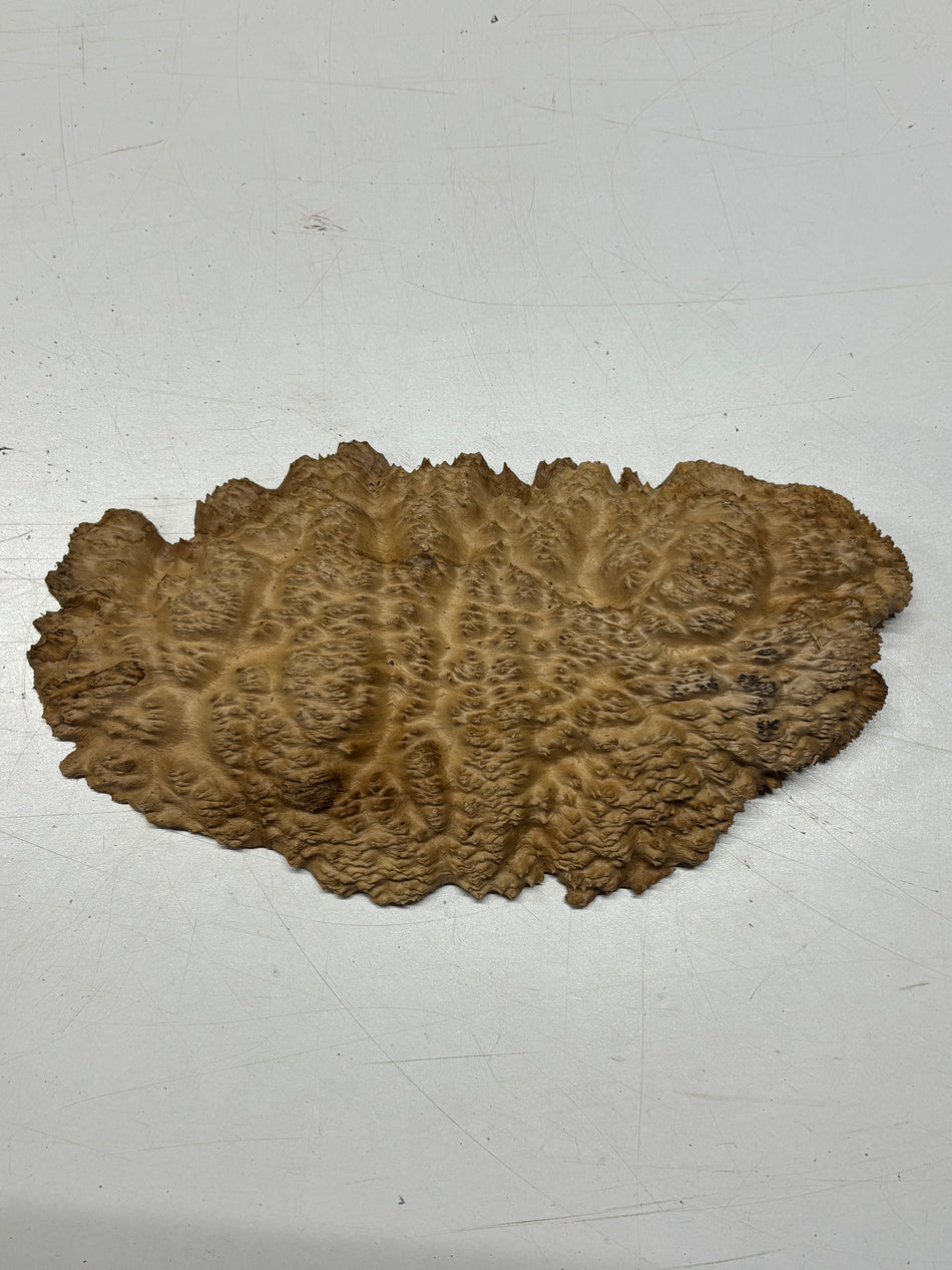 Brown Mallee Burl Blank 12" x 6" x 2" 1.9 Lbs #6122