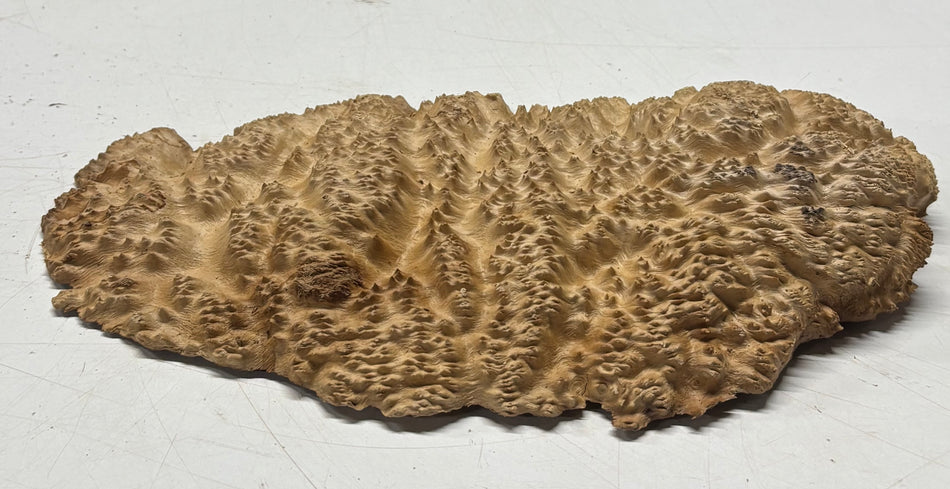 Brown Mallee Burl Blank 12" x 6" x 2" 1.9 Lbs #6122