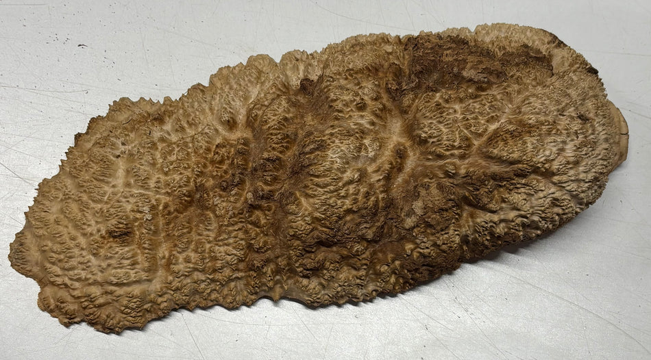 Brown Mallee Burl Blank 16" x 7" x 3" 4.9 Lbs #6123