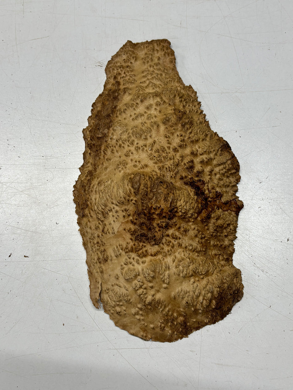 Brown Mallee Burl Blank 12" x 7" x 1" 2 Lbs #6124
