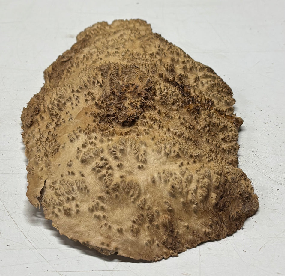 Brown Mallee Burl Blank 12" x 7" x 1" 2 Lbs #6124