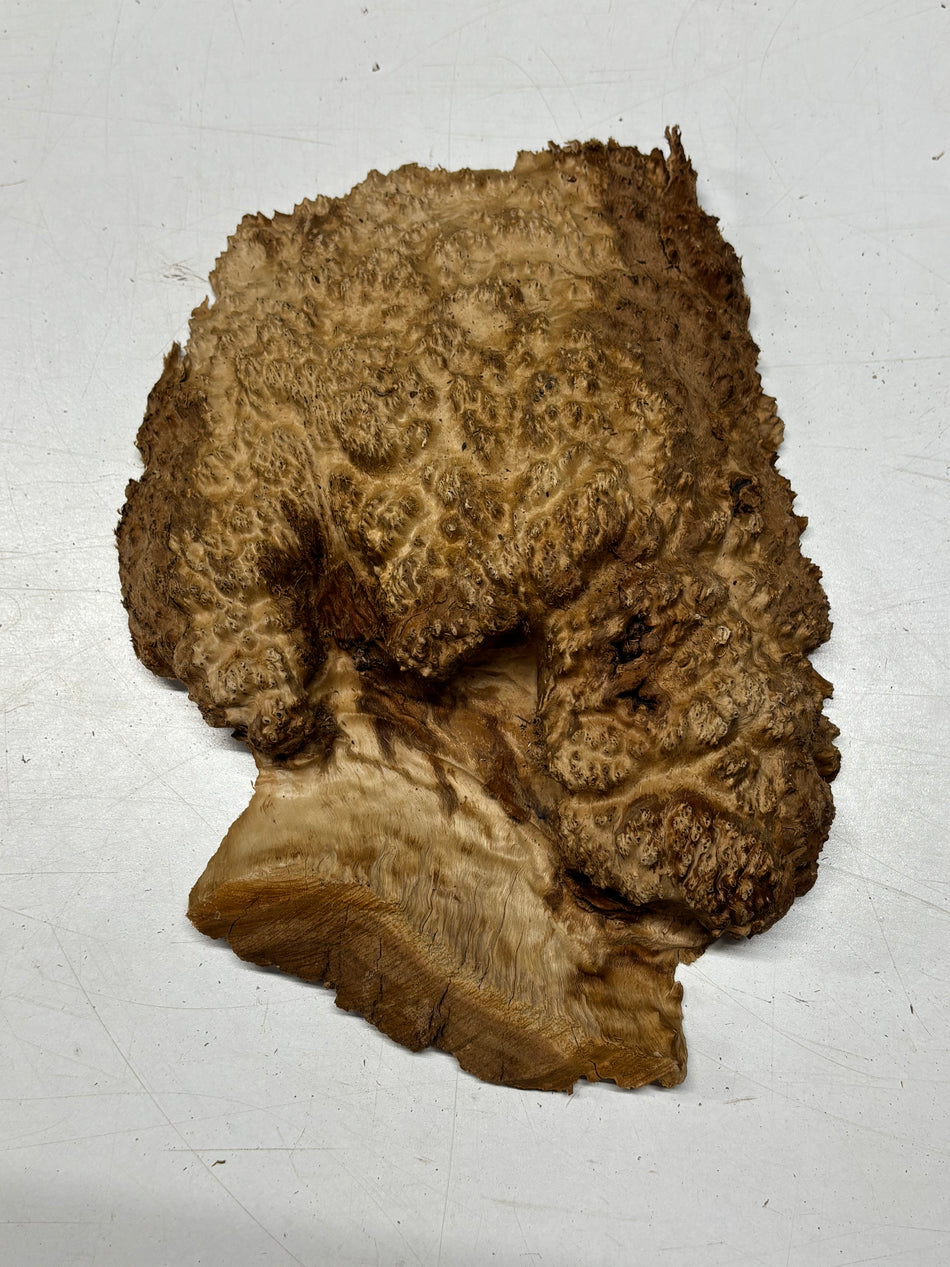 Brown Mallee Burl Blank 12.5" x 9" x 2.5" 3.6 Lbs #6125
